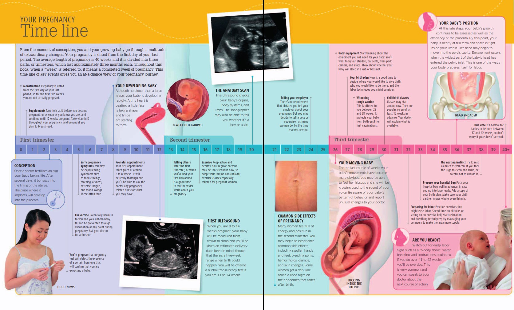 Your pregnancy timeline